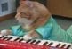 Chat roux jouant du synthétiseur