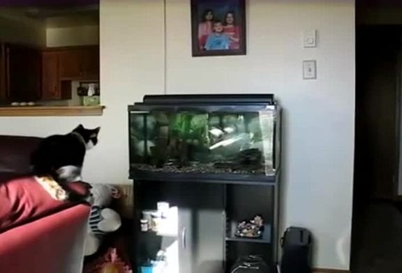 Chat vs aquarium