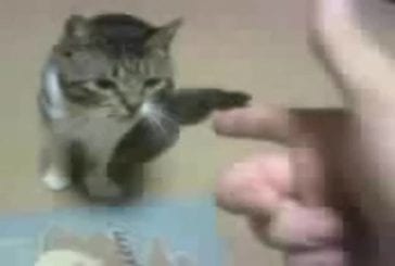 Abattre un chat à main nue