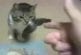 Abattre un chat à main nue