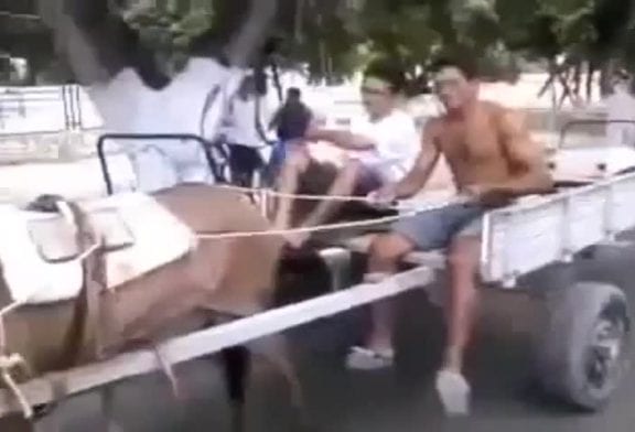 Stationnement parallèle avec un âne