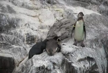 Pingouin fait ses coups en douce