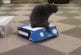 Chat despote fourre un autre chat dans une boîte
