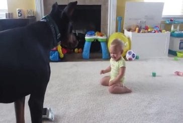 Doberman joue avec un bébé