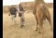 Soldats essaient de grimper sur des chameaux