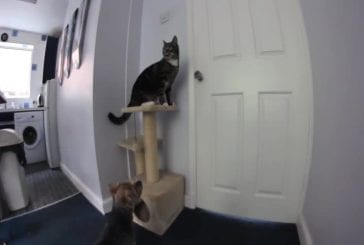 Chat aide un chien à s'échapper de la cuisine