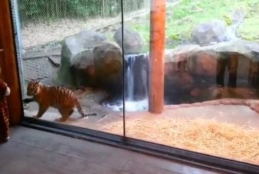 Adorable bambin en costume de tigre joue avec un réel petit tigre