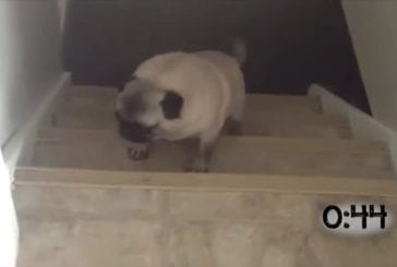 Roquets sauts dans les escaliers