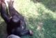Bébé chimpanzé et louveteau