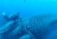 Plongeurs économiser requin baleine