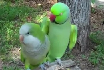 Artiste de ramassage perroquet veut baisers