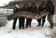 Pêcheurs attrapent russe £ 430 poissons-chats