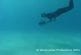 Dauphins protègent un plongeur d’un requin-marteau