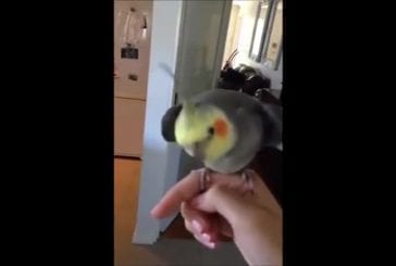 Oiseau chante dubstep