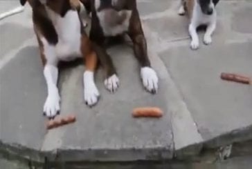 Petit chien vole les saucisses de grand chien