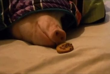 Comment réveiller votre cochon