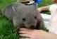 Koala aime se frotter le ventre