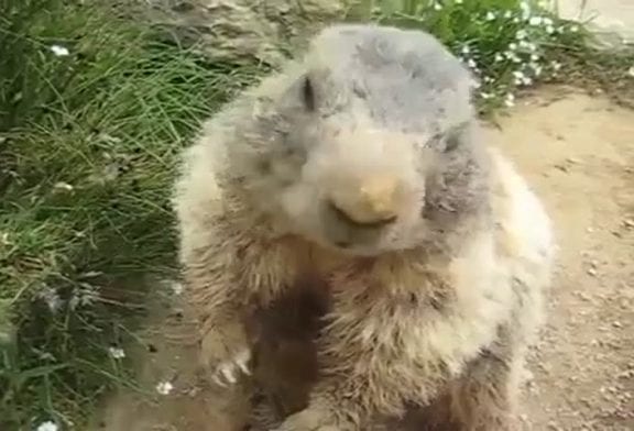Marmotte mangeant une carotte
