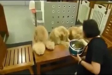 Ces chiens ont des repas très organisés