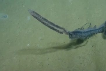 Créature de mer profonde rare capturé sur vidéo