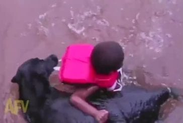 Chien de sauvetage sauve enfant de l’imminence plaisir de l’eau
