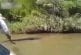 Brésiliens ont découvert le plus grand anaconda du monde