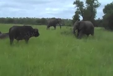 Jeune éléphant défie un buffle grincheux