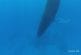 Images rares d’une baleine à bosse dormir
