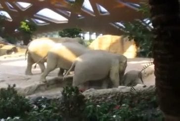 Eléphants viennent à la rescousse de bébé éléphant qui est tombé sur
