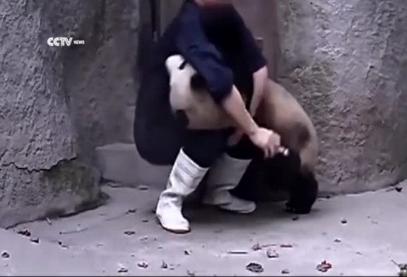 Pandas collants ne veulent pas prendre leurs médicaments