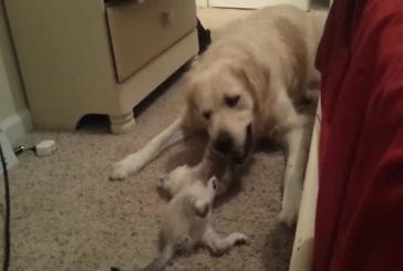 Un Golden Retriever et un chaton jouent ensemble