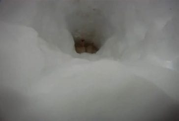 Corgi traverse un tunnel de neige