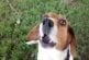 Conversation avec un beagle