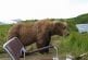 Incroyable rencontre avec un ours brun d’Alaska