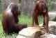 Orang-outan se refroidit comme un être humain