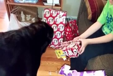 Benny aide cadeaux ouverts