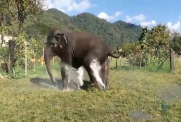 Eléphant casse arroseur
