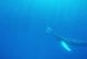 Baleine à bosse pense qu’il est un dauphin