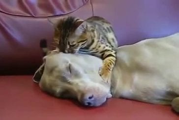 Chat hypnotise un chien par des caresses et des baisers