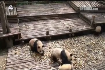 Pandas ludiques ont une bagarre de masse