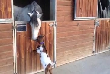 Chevreau tente de coups de tête à cheval adulte