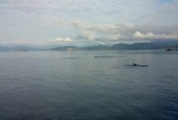 Côte ouest de orca canada