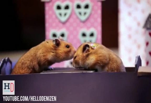 Mise en scène de la rencontre de 2 hamsters