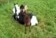 Les chevaux font d’excellents terrains de jeux pour les chèvres