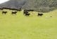 Vaches chassant une voiture rc autour d’un champ