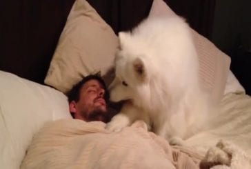 Samoyed réveille papa