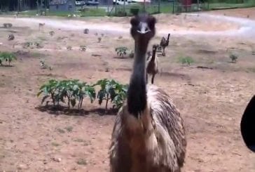 One-Eyed emu attaque