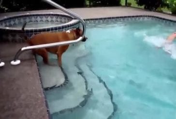 Chien essaie de rentrer dans la piscine