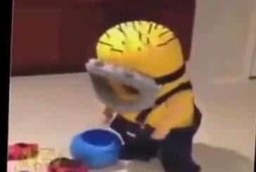 Peu minion tombe