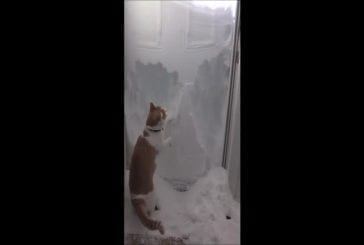 Chat essayant de creuser porte après massif tempête de neige